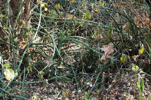 Sansevieria ehrenbergii in deciduous forest understory, Nech Sar NP,  Arba Minch, Ethiopia