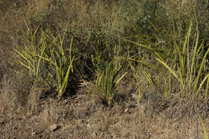 Sansevieria ehrenbergii, Lake Abaya,  Arba Minch, Ethiopia