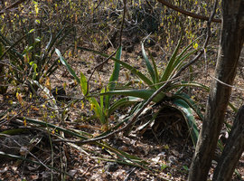 Sansevieria forskaoliana and Aloe gilbertii in deciduous forest understory, Nech Sar NP,  Arba Minch, Ethiopia