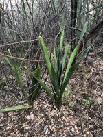 Sansevieria forskaoliana in scrubland, Arba Minch, Ethiopia