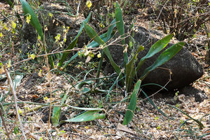 Sansevieria forskaoliana, Nech Sar NP,  Arba Minch, Ethiopia