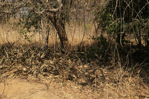 Sansevieria kirkii totally cryptic due to the brown and greyish striped leaves in the dappled shade of a tree, Lake Malawi NP