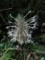 Dracaena pethera (syn. Sansevieria kirkii), inflorescence, Kimboza FR, Uluguru Mts, Tanzania