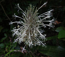 Dracaena pethera (syn. Sansevieria kirkii), inflorescence with long tube flowers at anthesis, Kimboza FR, Uluguru Mts, Tanzania