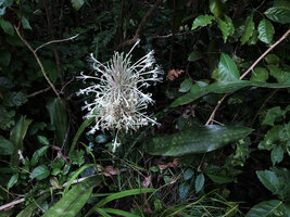 Dracaena pethera (syn. Sansevieria kirkii), leaves and inflorescence, Kimboza FR, Uluguru Mts, Tanzania