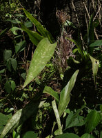 Dracaena pethera (syn. Sansevieria kirkii), maculate leaves, Kimboza FR, Uluguru Mts, Tanzania