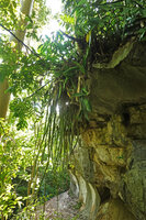 Dracaena (syn. Sansevieria) perrotii,  induplicate channeled leaves, freely hanging from the top of a karst ledge, Amboni Caves, Tanzania