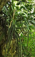 Dracaena (syn. Sansevieria) perrotii, induplicate channeled leaves, almost triangular in section, with Zamioculcas zamiifolia, Amboni Caves, Tanzania