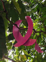 Saraca cauliflora, pink seed pods, Tapah, Perak, Malaysia