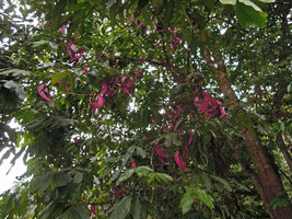 Saraca cauliflora, seed pods, Tapah, Perak, Malaysia