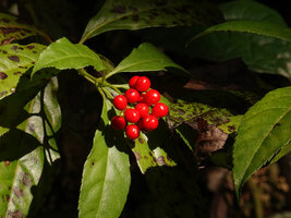 Sarcandra glabra, bright red berries, Penang Hill, Malaysia