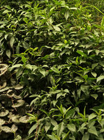 Sarcandra glabra, close up of the dentate leaves, on the vertical garden, Shinkansen station, Yamaguchi, Japan