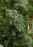 Sarcococca saligna on the Patio Vertical Garden, Nov. 2016