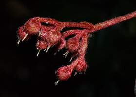 Saurauia agamae, densely hairy peduncles and flowers, white protruding styles and stigmas, Poring 500 m asl, Kinabalu NP, Sabah, Borneo