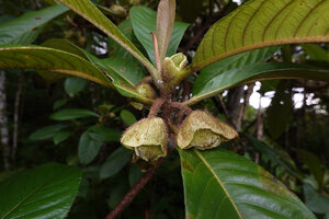 Saurauia dicalyx, outer and inner hairy sepals, Sepa, 300 m asl, Seram, Moluccas