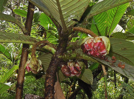 Saurauia naumannii, hanging capitate inflorescences with pale yellowish brancts and pink flowers, Rondon ridge, 2000 m asl, Mount Hagen, Papua New Guinea