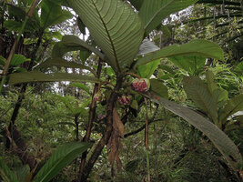 Saurauia naumannii, leaves and hanging capitate inflorescences with yellowish bracts and pink flowers, Rondon ridge, 2000 m asl, Mount Hagen, Papua New Guinea