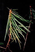 Sauvagesia aliciae ssp aratayensis, Nouragues, CNRS field station, French Guyana