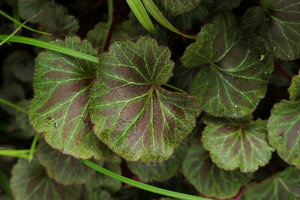 Saxifraga stolonifera Red Star on the vertical garden, Shinkansen station, Yamaguchi, Japan