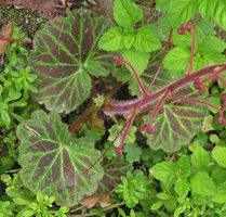 Saxifraga stolonifera 'Red Star', Yamaguchi, Japan