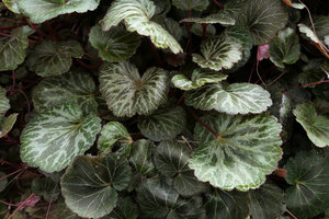Saxifraga stolonifera Silver Nerves on the vertical garden, Shinkansen station, Yamaguchi, Japan
