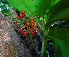 Scadoxus multiflorus, bright red baccate fruits, Kisensegere, Rukwa, 1200 m asl, Tanzania