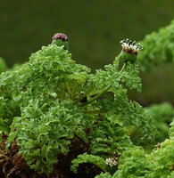 Scalesia helleri, inflorescences, Finch bay, Santa Cruz, Galapagos