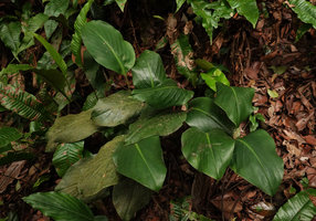 Scaphochlamys breviscapa, leaves, Bukit Timah, Singapore