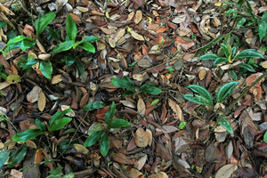 Scaphochlamys lanceolata, plain green and silver striped forms growing side by side in forest understory, Johore, Malaysia