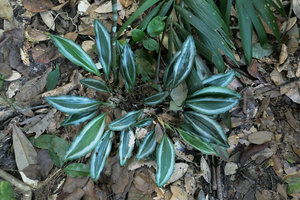 Scaphochlamys lanceolata, silver striped form, Johore, Malaysia
