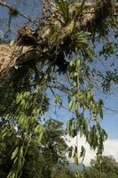 Schefflea sp., long pendant stems in this epiphytic species, Putao, Kachin, Myanmar