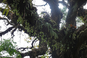Astropanax (syn. Schefflera) abyssinicus branches densely covered by epiphytic species, mostly Mosses, Ferns, Peperomia and Orchids, Harenna forest, 2300 m asl, Bale NP, Ethiopia
