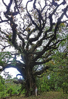 Astropanax (syn. Schefflera) abyssinicus crown made of bifurcating branches, Harenna forest, Bale, Ethiopia