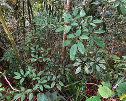 Heptapleurum (syn. Schefflera) bipalmatifolium in forest understory, 1500 m asl, Mt Kinabalu, Borneo