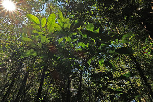 Heptapleurum (syn. Schefflera) bipalmatifolium, Mt Kinabalu, Sabah, Borneo