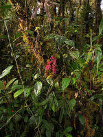 Schefflera dentata as a small low epiphytic shrub, Tari, 2000 m asl, Hela, Papua New Guinea