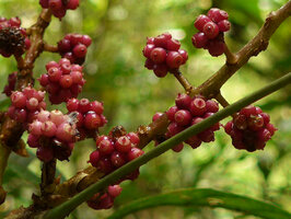Schefflera dentata, bright pink berries, Tari, 2000 m asl, Hela, Papua New Guinea