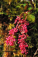 Schefflera dentata, bright pink infructescence axis and berries, Tari, 2000 m asl, Hela, Papua New Guinea