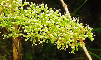 Schefflera dentata, flowers, Tari, 2000 m asl, Hela, Papua New Guinea