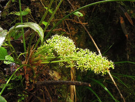 Schefflera dentata, inflorescences, Tari, 2000 m asl, Hela, Papua New Guinea