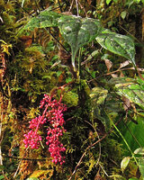 Schefflera dentata, leaf and bright pink infructescence, Tari, 2000 m asl, Hela, Papua New Guinea