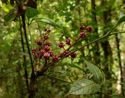 Schefflera dentata, leaves and infructesences, Tari, 2000 m asl, Hela, Papua New Guinea