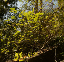 Schefflera elliptica on limestone rock, Langkawi, Malaysia