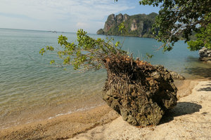 Schefflera elliptica with root system covering a limestone rock on sea shore, Railay, Krabi, Thailand