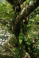 Schefflera épiphyte, base with adventitious roots embracing the tree trunk, Taroko, Taiwan