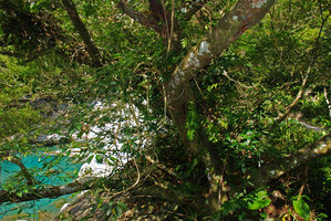 Epiphytic Schefflera, Taroko, Taiwan