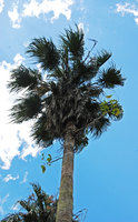 Schefflera epiphytic on a Palm in town, Joinville, Brazil