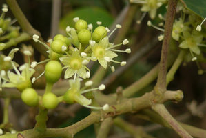 Schefflera heptaphylla flowers, the Peak, Hong Kong