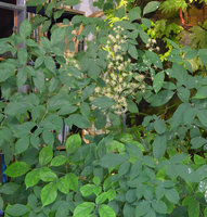 Schefflera heterophylla, leaves and inforescence at Patrick Blanc Home