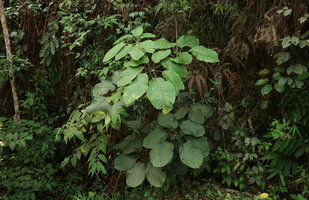 Heptapleurum (syn. Schefflera) latifoliolatum, huge entire leaflets, Fraser&#039;s Hill, Malaysia
